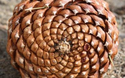 La geometría sagrada: una expresión geométrica de la armonía e integración del todo y sus partes en el universo