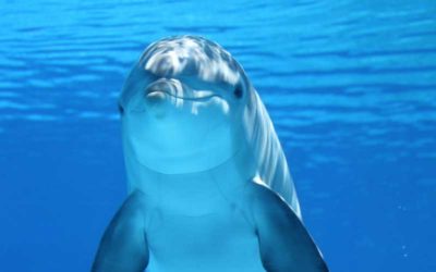 Delfines: criaturas misteriosas que vibran a una elevada frecuencia
