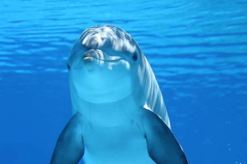 Delfines: criaturas misteriosas que vibran a una elevada frecuencia