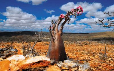 La Isla de Socotra: uno de los lugares más misteriosos y energéticos de la tierra