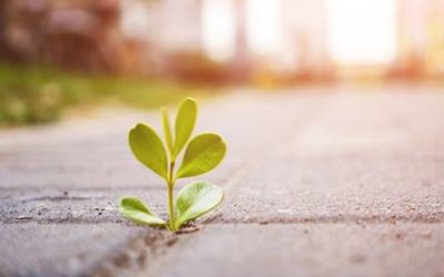 La resiliencia: una cualidad a desarrollar