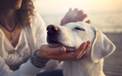 El reiki y los animales