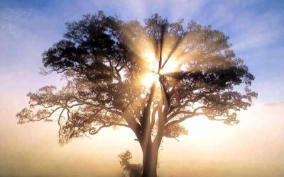 El árbol de la vida como parte de la geometría sagrada
