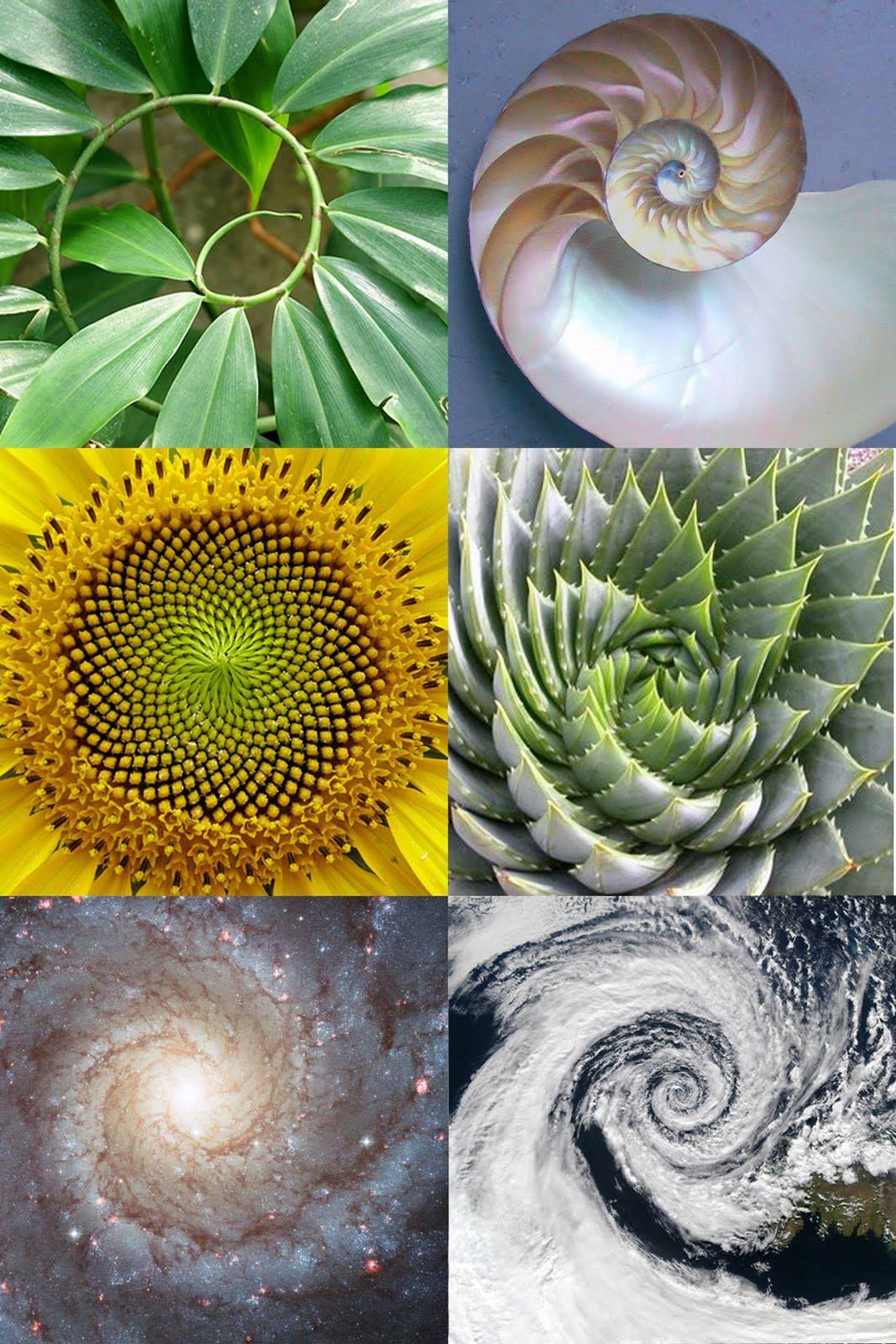 geometría sagrada en la naturaleza