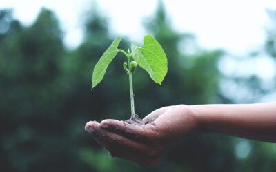 Sostenibilidad, ecología y holismo