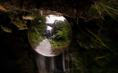 La solidaridad y la empatía hacia otros seres sintientes: el despertar de la conciencia ecológica y el holismo en la actualidad