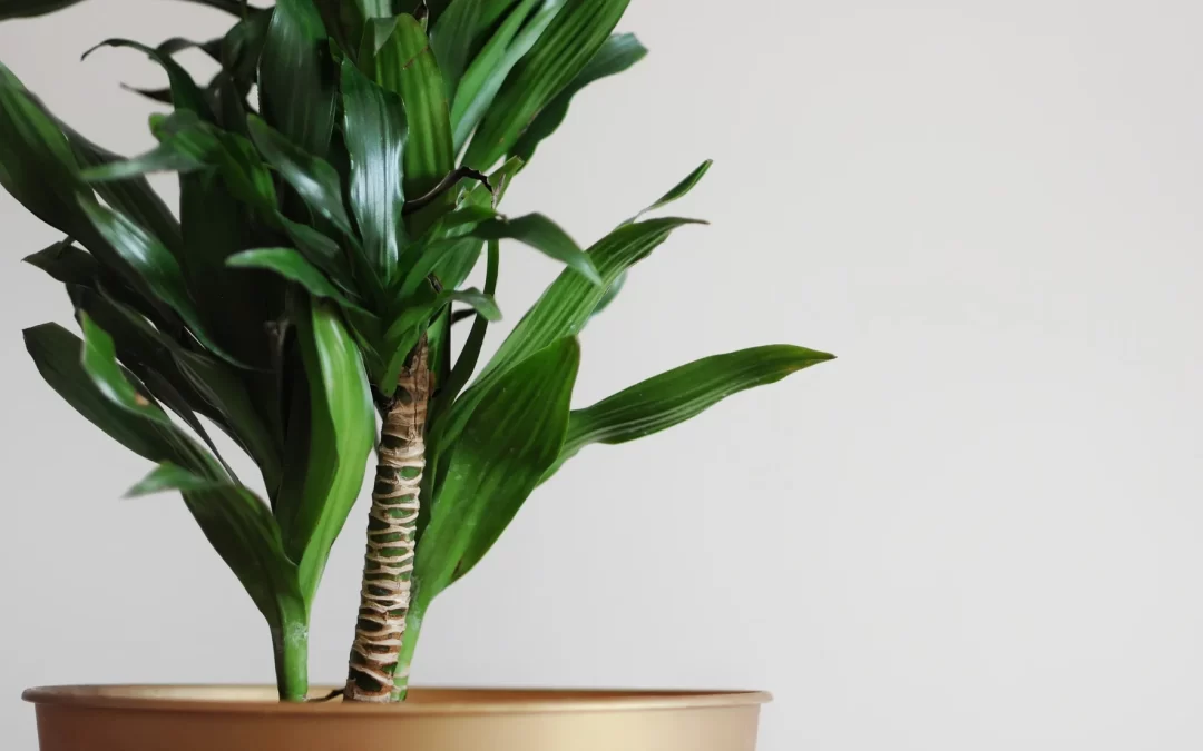 3 Plantas que ayudan a eliminar energías estancadas en tu hogar