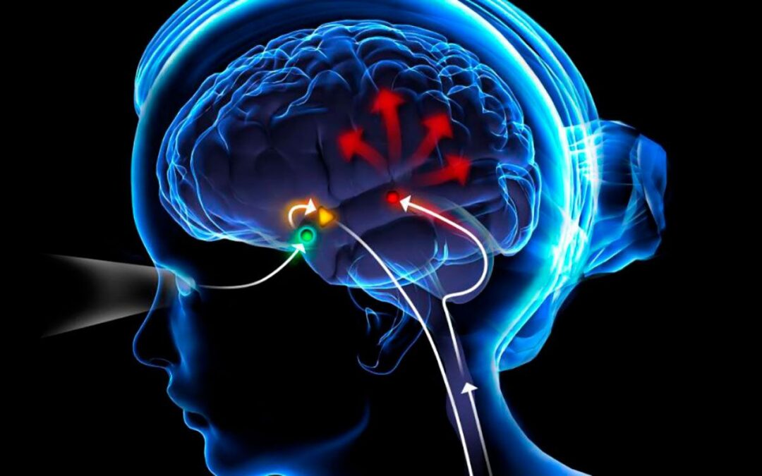 La Glándula Pineal y el “Tercer Ojo”: Una Exploración desde la Perspectiva de Sadhguru