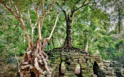 El Mapa del Corazón hacia la Paz: Las Cuatro Nobles Verdad del Budismo según el Dalai Lama