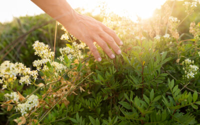 La Farmacia del Alma: Redescubriendo el Poder Sanador de las Plantas Medicinales