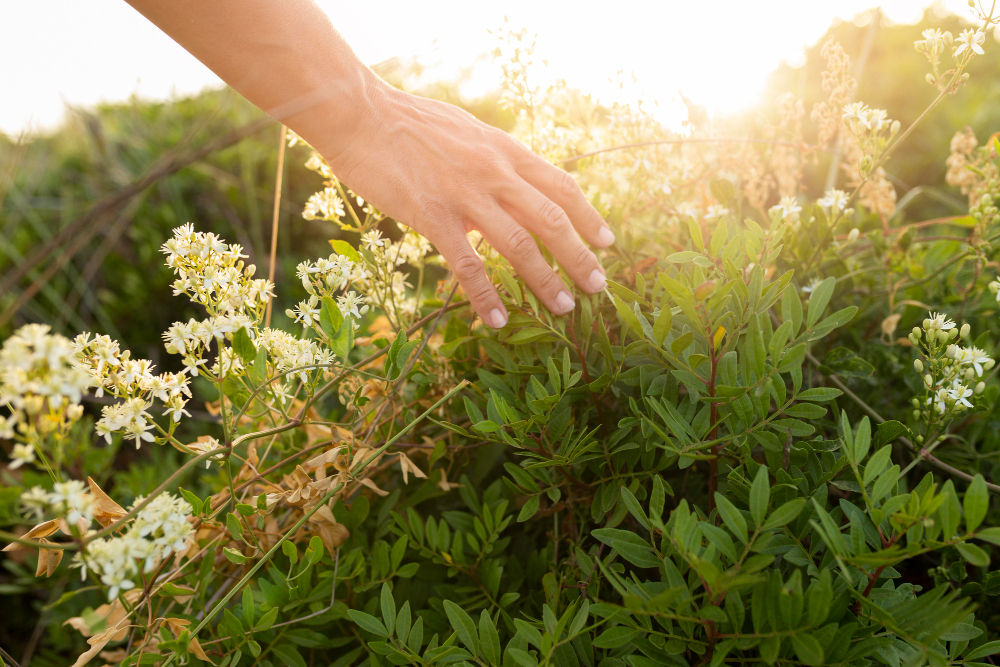La Farmacia del Alma: Redescubriendo el Poder Sanador de las Plantas Medicinales