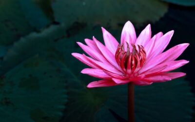 El Contrato de tu Alma: Descifrando tus Misiones Kármicas para el Crecimiento Espiritual