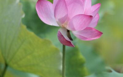 El Ritual Sagrado de la Naturaleza: Cómo Equilibrar tu Energía con el Todo y la Esencia Divina